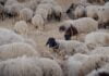 Combien de moutons peut-on nourrir avec une botte de luzerne ?